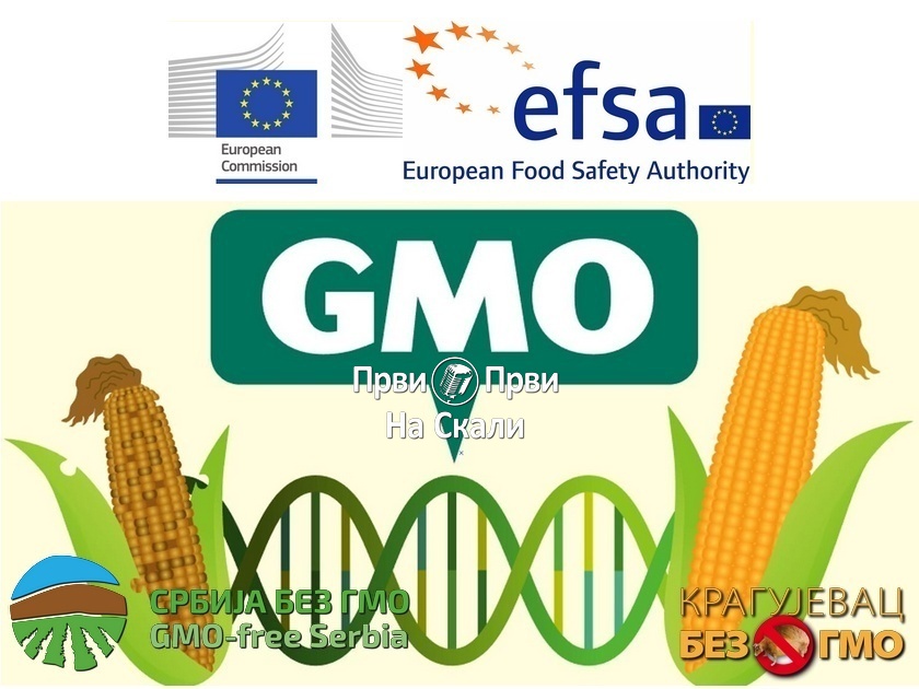 EU odobrila uvoz dve vrste GMO kukuruza, ne i uzgoj