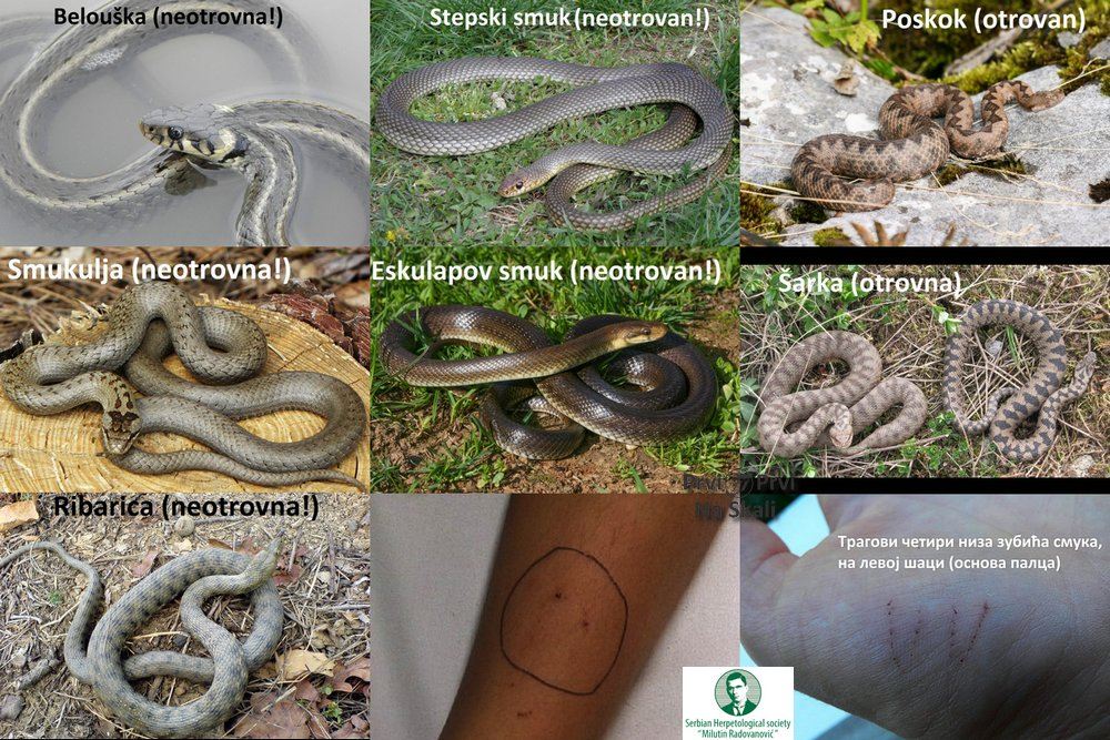 Zmije otrovnice i prva pomoć u slučaju ujeda