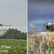 Članicama EU biće zabranjeno da dopuštaju tretman semena neonikotinoidnim pesticidima, otrovnim za pčele
