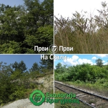 Invazivne biljne vrste Srbije i uticaj na staništa