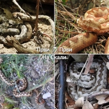 Kako živeti u miru sa našim beznogim komšijama?