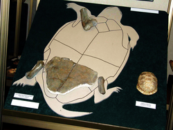 Rekonstrukcija džinovske fosilne kornjače