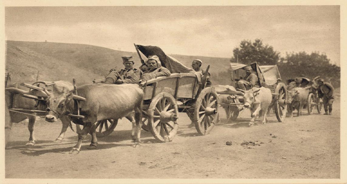 Transport ranjenika, posle bitke sa Bugarima na Bregalnici. 
1913.